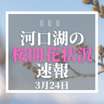 河口湖の桜開花速報